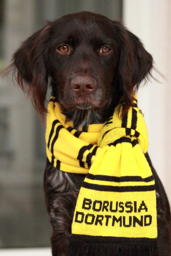 Borissua Dortmund Hund 683x1024